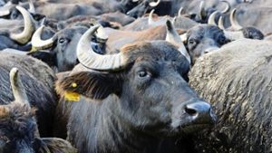 Beliebtes Ausflugziel: Die Büffel auf der Schwäbischen Alb Foto: ww