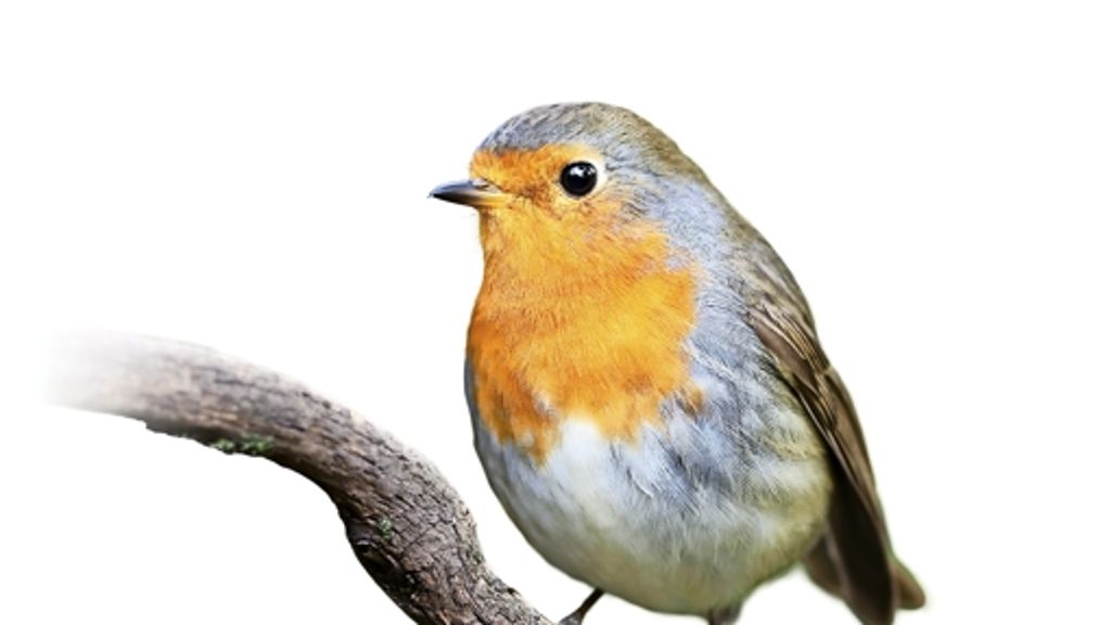 EU-Naturschutzgesetze: Zugvögel bald wieder frei zum Abschuss?