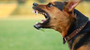 Ein Hund fletscht die Zähne. Foto: Art_man/AdobeStock