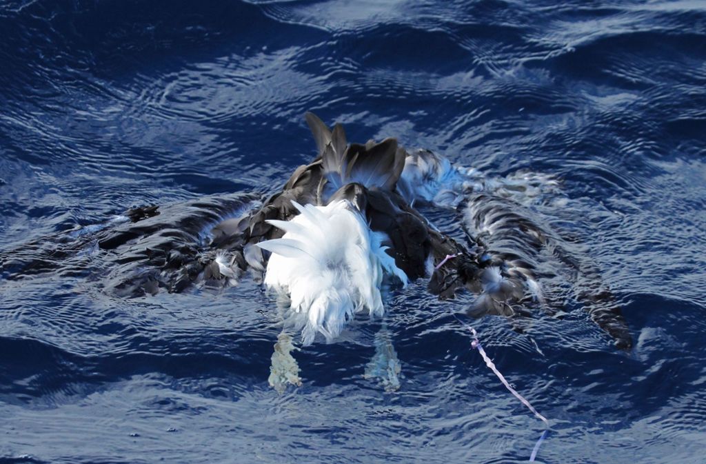 Ein toter Albatros, an dem eine Ballonschnur hängt, treibt im Wasser.