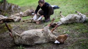 Genanalyse bestätigt: Wolf hat Schafe gerissen