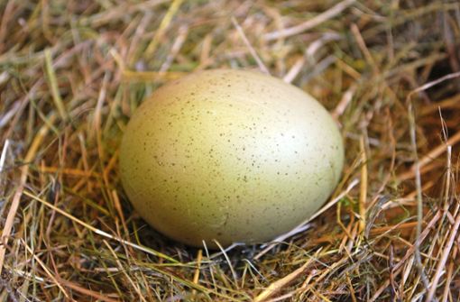 Warum sind manche Eier rund und andere elliptisch? Foto: tinadefortunata/Adobe Stock