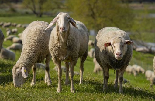 Im Video bildeten die Schafe des Landwirts durch das Auslegen von Futter eine Herzform.  (Symbolfoto) Foto: imago images//Volker Hohlfeld via www.imago-images.de