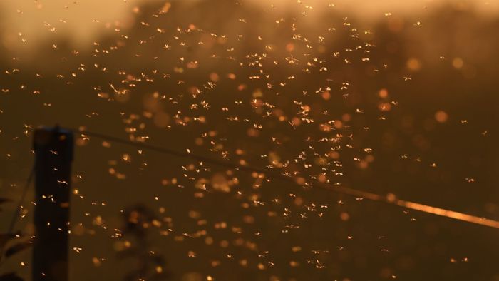 Unzählige Insekten bevölkern Badezimmer eines unvorsichtigen Dänen
