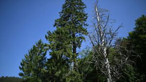 Waldschäden im Schwarzwald: Ein abgestorbener Baum steht auf dem Schauinsland neben einer Tanne. Foto: dpa