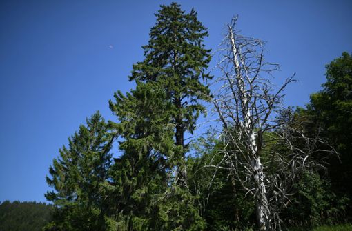 Waldschäden im Schwarzwald: Ein abgestorbener Baum steht auf dem Schauinsland neben einer Tanne. Foto: dpa