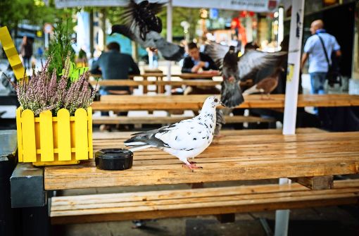 Wo gegessen wird, da lass dich nieder: Tauben auf Nahrungssuche Foto: Lichtgut/Achim Zweygarth