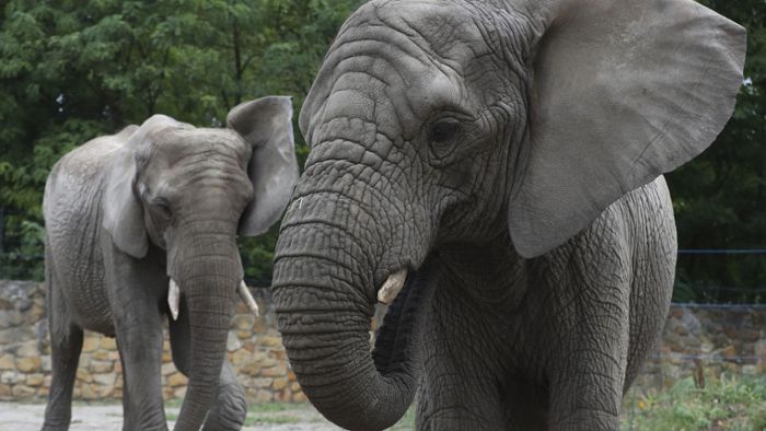 Warschauer Zoo studiert Wirkung von Hanföl auf gestresste Elefanten