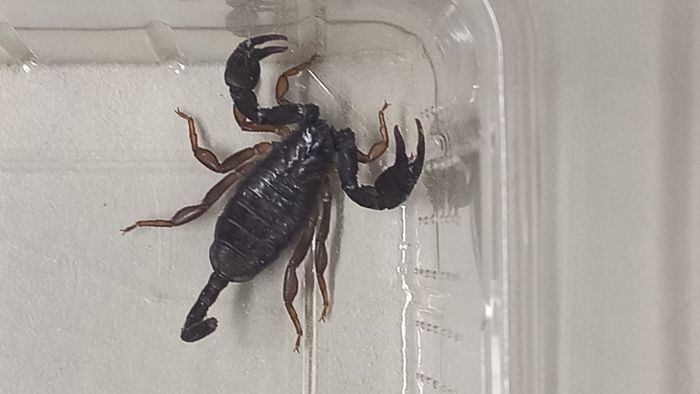 Skorpion  krabbelt plötzlich an der Wohnzimmerwand