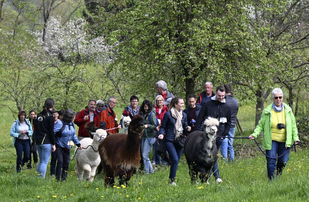 Die Gäste genießen den Spaziergang mit Alpakas, Wein und regionalen Leckereien. Foto: /Avanti