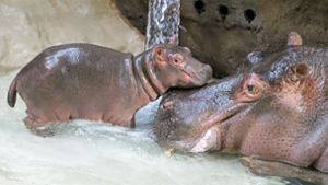Die Mutter lässt, wie für Flusspferde üblich, niemanden in die Nähe des Neugeborenen.   Foto: Timo Deible/Zoo Karlsruhe
