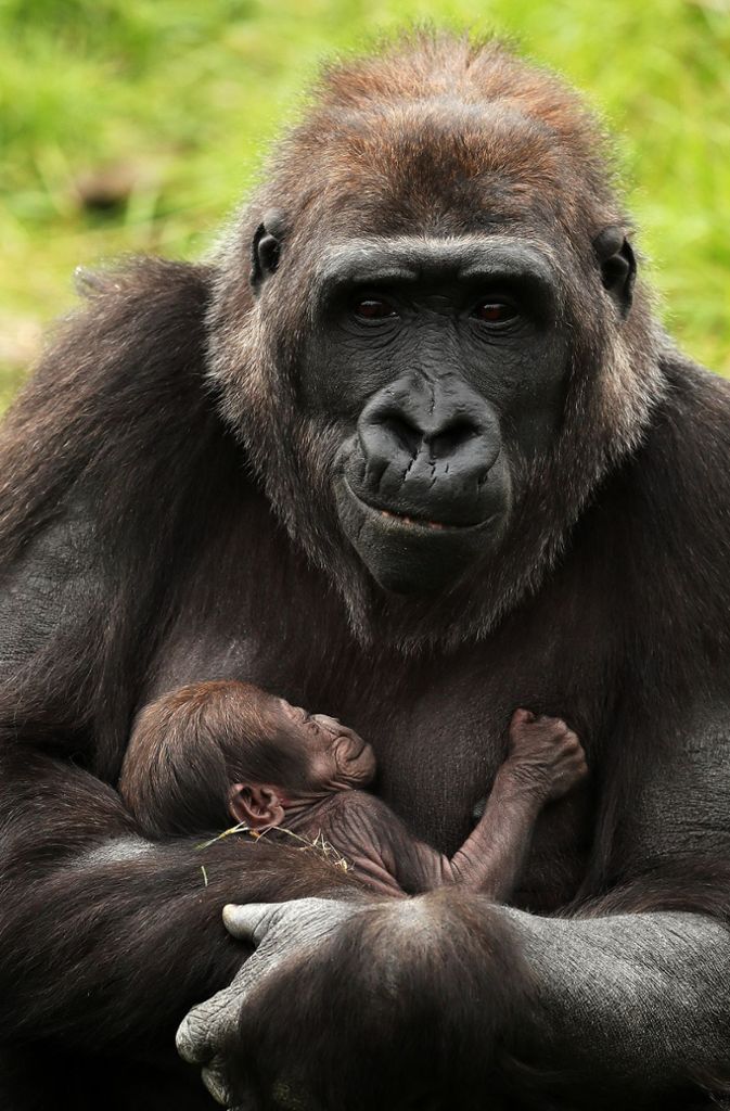Gorillanachwuchs im Dubliner Zoo.