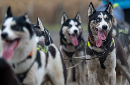 Der Erstickungstod von zwölf Schlittenhunden wird aller Voraussicht nach vor Gericht verhandelt. Foto: dpa/Monika Skolimowska