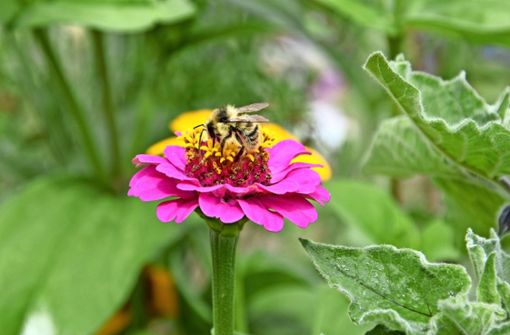 Auch Blumen in Privatgärten helfen den Bienen auf den Fildern im Überlebenskampf. Foto: Alexandra Kratz