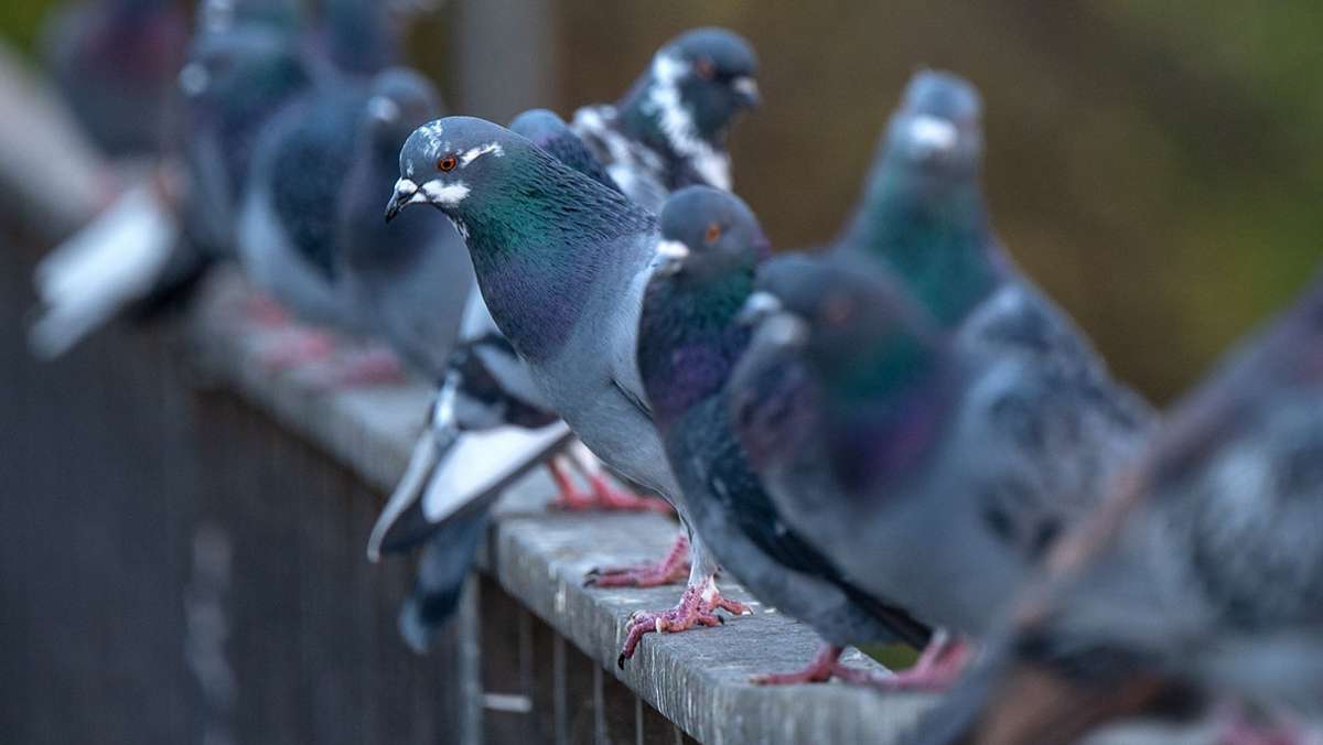Tiere werden zur Plage: Stuttgarter Gericht verbietet Taubentöten