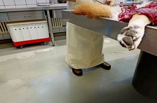 Obduktion eines Hundes im  Veterinäruntersuchungsamt Foto: Nadine Zeller