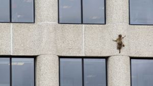 Dieser Waschbär kletterte im US-Bundesstaat Minnesota unter den staunenden Blicken von Passanten 23 Stockwerke an der Außenwand eines Bürohochhauses hoch. Foto: Minnesota Public Radio