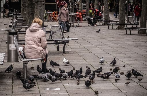 Tauben treten in der Landeshauptstadt gehäuft auf. Das liegt auch am überbordenden Nahrungsangebot. Foto: Lichtgut/Max Kovalenko