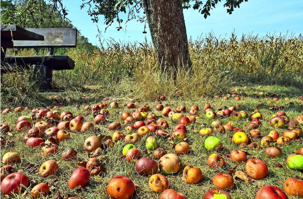 Dieses Bild ist zurzeit ein bekanntes: Äpfel über Äpfel, oft verfault. Foto: dpa