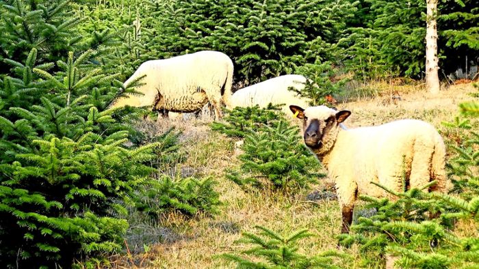 Schafe fressen für den Öko-Christbaum