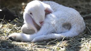 Wanderer findet neugeborenes Lamm in einer Wiese