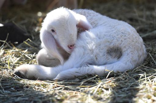 Zwei Wanderer hatten das neugeborene Lamm alleine in einer Wiese liegend gefunden (Symbolbild). Foto: dpa/Angelika Warmuth
