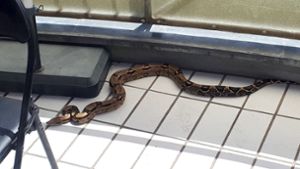 Diese ein Meter lange Schlange hatte es sich auf dem Balkon des 53-Jährigen gemütlich gemacht. Foto: Polizeipräsidium Südhessen