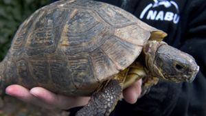 Schildkröte im Straßenverkehr unterwegs