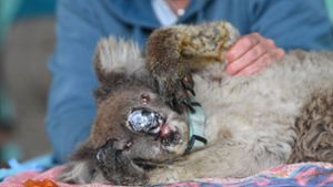 Tierärzte und Freiwillige behandeln Koalas im „Kangaroo Island Wildlife Park“ auf der australischen Känguru-Insel . Wegen der verheerenden Buschfeuer in Australien sind nach jüngsten Expertenschätzungen fast drie Milliarden  Tiere ums Leben gekommen. Foto: David Mariuz/AAP/dpa