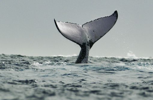Von Buckelwalen gibt es in der Serie „Die geheimnisvolle Welt der Wale“  weit mehr zu sehen als ihre  Fluke. Foto: Disney