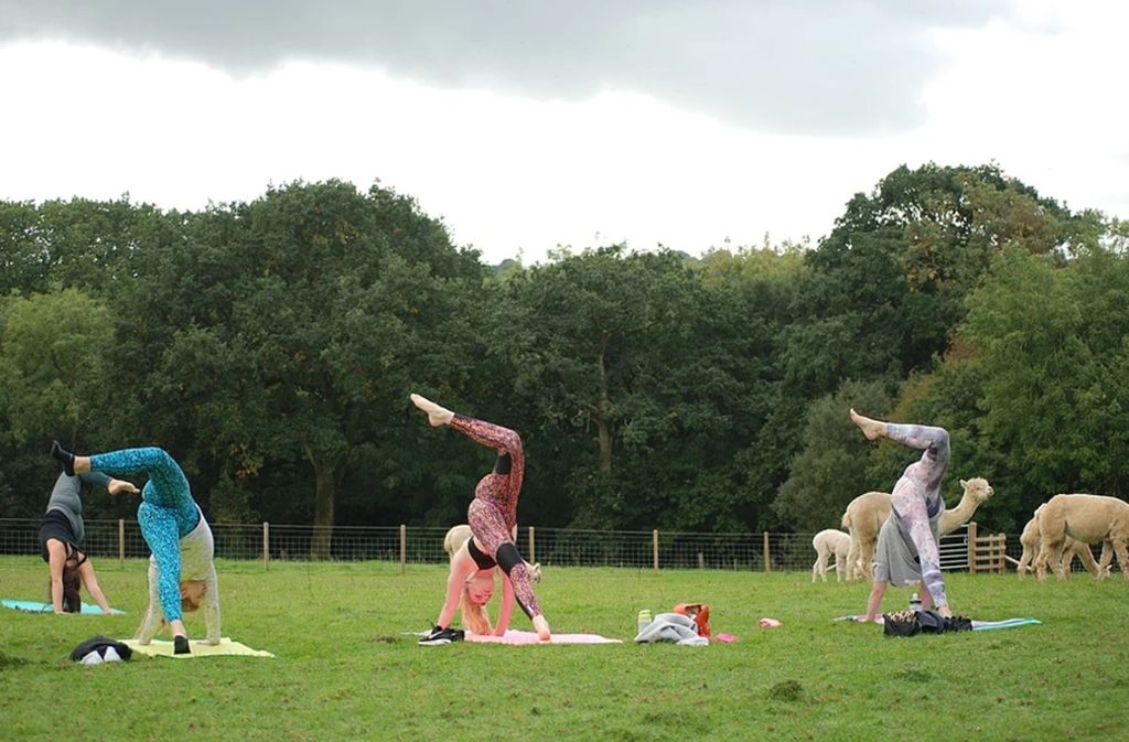 Yoga mal auf eine andere Art: Auf der Koppel der Alpakas in England.