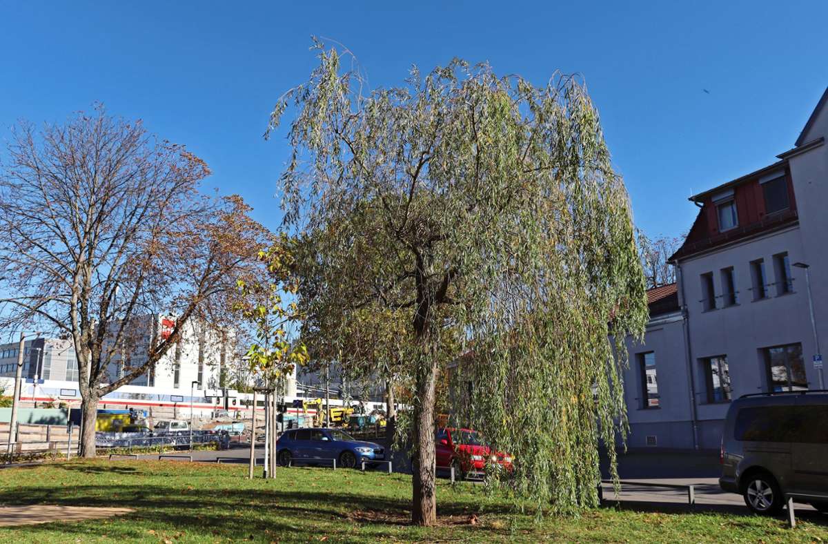 Die vor etwa fünfeinhalb Jahren gepflanzte Trauerweide in der Nähe des Feuerbacher Bahnhofs soll entfernt werden. Ein junger Baum soll nachgepflanzt werden. Foto: Georg Friedel