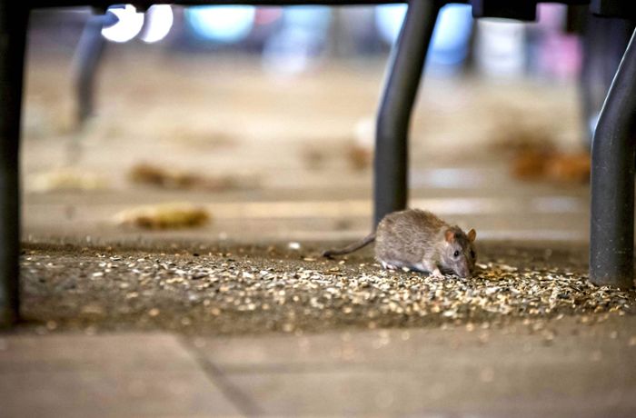 Mehr Ungeziefer in der Stadt: Hat Stuttgart ein Rattenproblem?