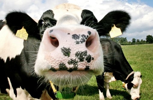 Diese Kuh trägt herkömmliche Ohrmarken; die neue Hightech-Version aus Hohenheim kann viel mehr. Foto: dpa