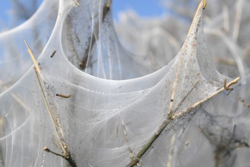 In weiße Spinnweben eingehüllte Bäume haben Spaziergänger und Autofahrer in Steinheim an Märchenfilme erinnert.  Foto: dpa (Archiv)