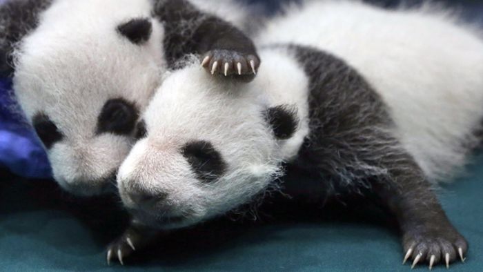 Hoffnung für den Panda, Gefahr für den Berggorilla