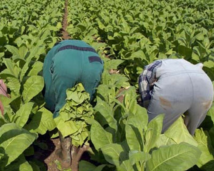 EU-Subventionen laufen aus: Tabakbauern bangen um Existenz