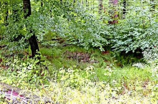 Eine unscheinbare Mulde im Wald von Dettingen: hier wurden Schlacken gefunden, die belegen, dass hier im Mittelalter Eisen verhüttet worden ist. Die Stätte ist  vermutlich Teil einer ehemaligen Montanlandschaft im mittleren Albvorland. Foto: privat
