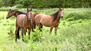Polizei schnappt mutmaßlichen Pferdemörder