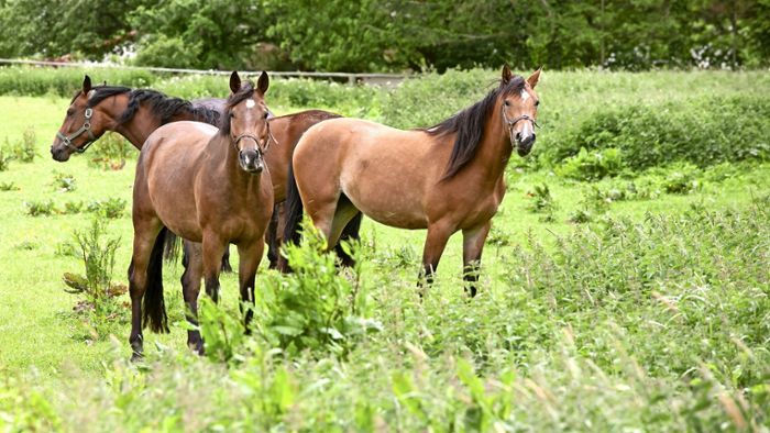 Polizei schnappt mutmaßlichen Pferdemörder