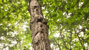 Bäume halten  die Luft rein, dämmen Lärm, spenden Schatten und sind wichtig als Speicher  von Kohlenstoff. Foto: Lichtgut/Max Kovalenko