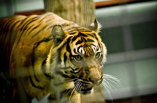 Raubkatzen wie der Tiger faszinieren die Wilhelmabesucher besonders Foto: Max Kovalenko