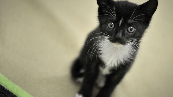 Tierquäler foltern Katze fast zu Tode