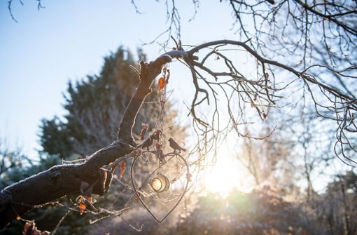 Frostige Morgen kommen auch noch im Frühling vor. Und das gefährdet kälteempfindliche Pflanzen im Garten. Foto: dpa/Zacharie Scheurer