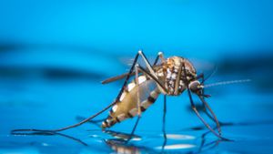 Wie lange leben Mücken?