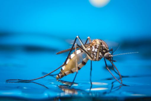 Die Lebensdauer von Stechmücken kann unterschiedliche lange ausfallen. Foto: khlungcenter / shutterstock.com