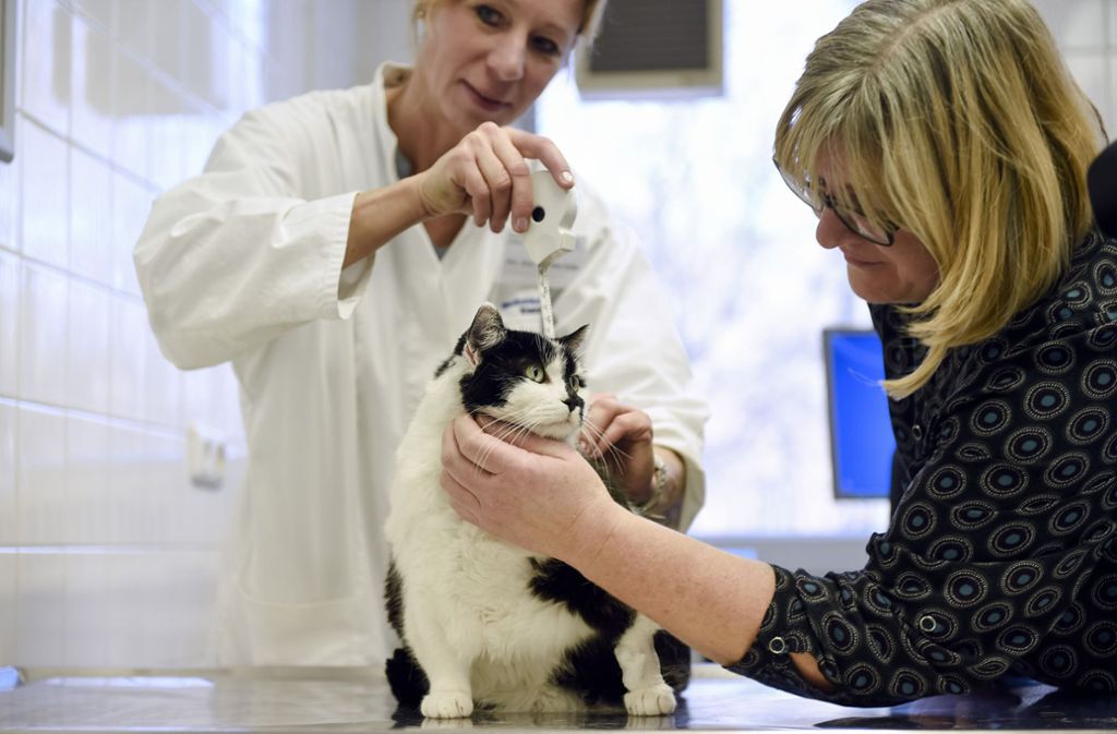 Tiermedizinerin Petra Kölle gibt Tipps, wie Katze Mausi Gewicht verlieren kann. Foto: dpa