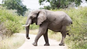 Jäger von Elefanten getötet