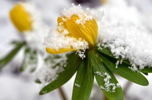Frühlingsblüte, schneebedeckt – noch lässt sich der Winter nicht vertreiben. Foto: dpa