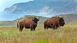 Die berühmten Bisons von Catalina Island in Amerika. Foto: dpa/Catalina Island Naturschutzreser